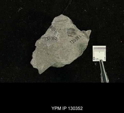 Phacops rana