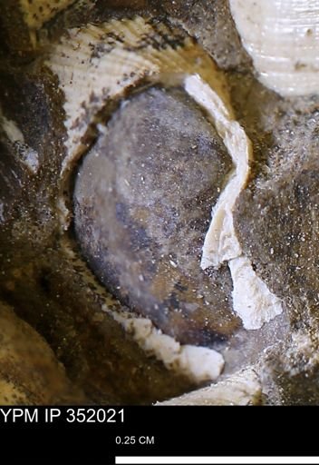 Parallelodon (Cosmetodon) sp.