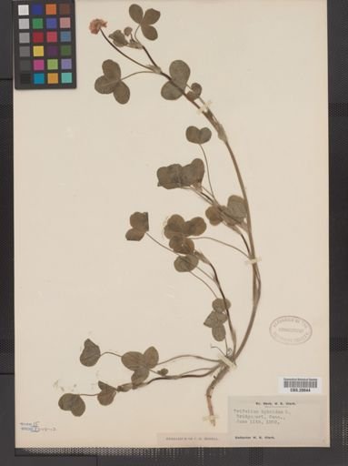 Trifolium hybridum