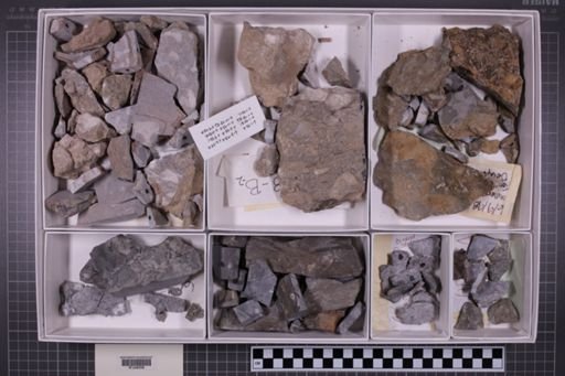 mixed taxa, stratigraphic collection