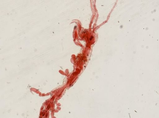 Caprella