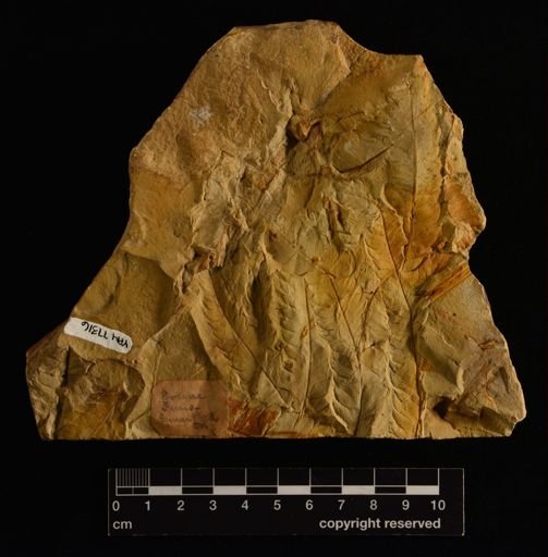 Filicopsida