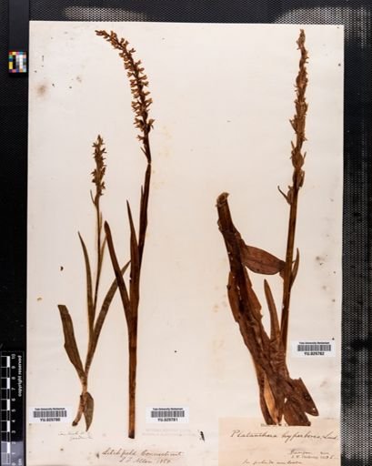 Habenaria