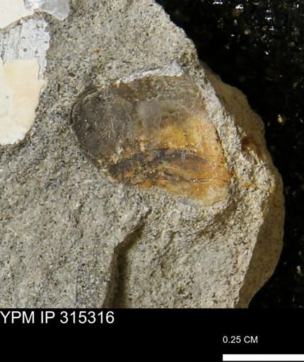 undet. Mollusca