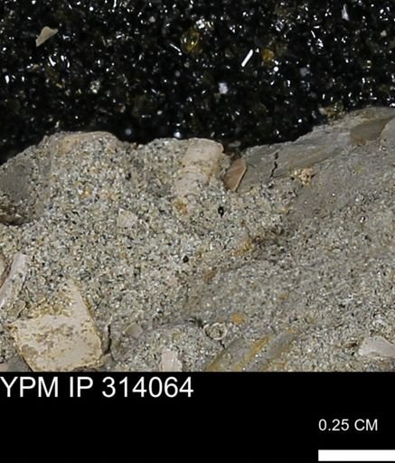 undet. Scaphopoda