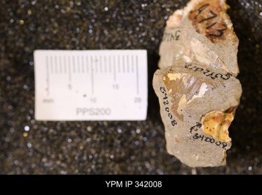 undet. Mollusca
