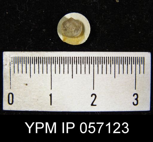 Dalmanella pygmaea