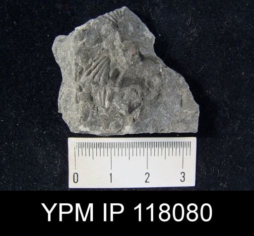 Spirifer subsulcatus