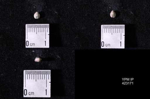 Dielasma turgida