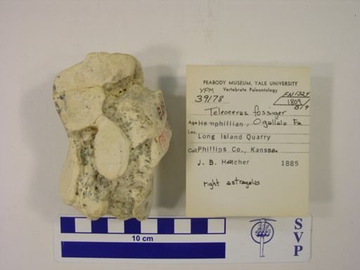 Teleoceras fossiger