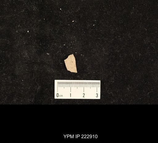 undet. Hexapoda