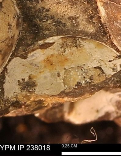 Protocardia subquadrata