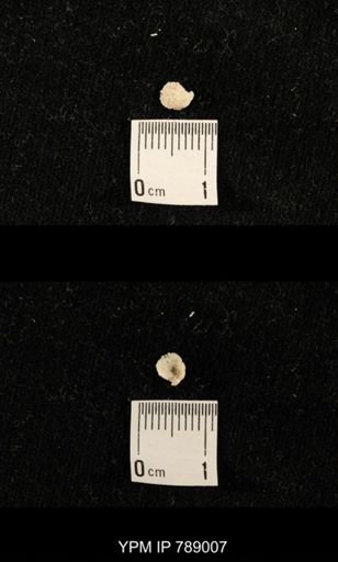 undet. Brachiopoda