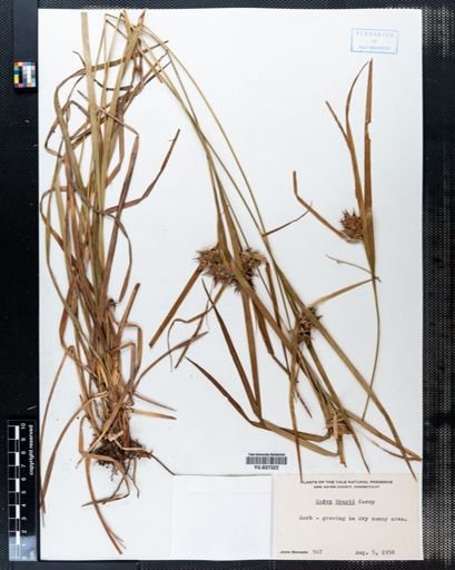 Carex grayi