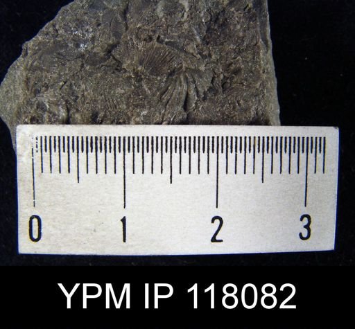 Spirifer subsulcatus