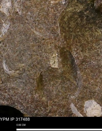 undet. Mollusca