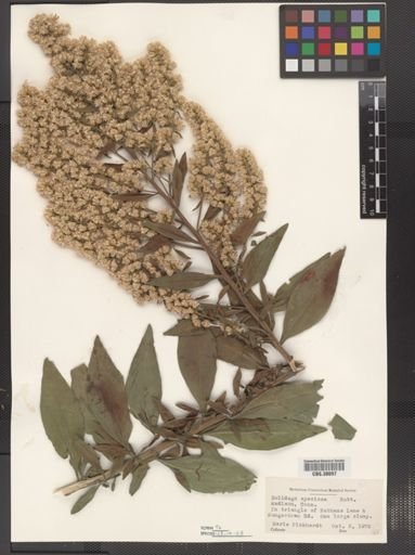 Solidago speciosa
