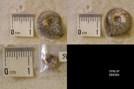 undet. Scaphitidae