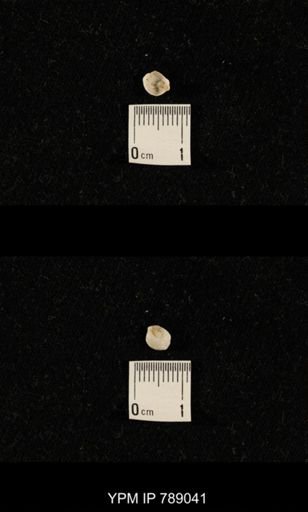 undet. Brachiopoda