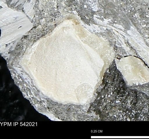 undet. Bivalvia