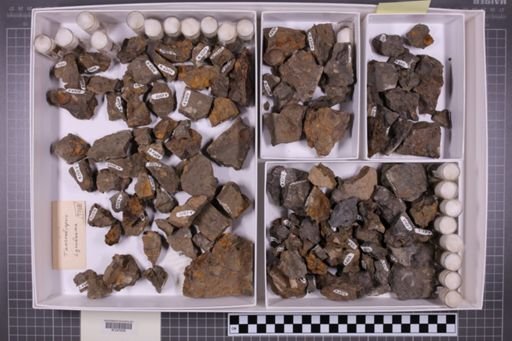 mixed taxa, stratigraphic collection