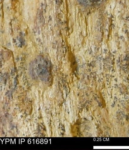 Teredo sp.