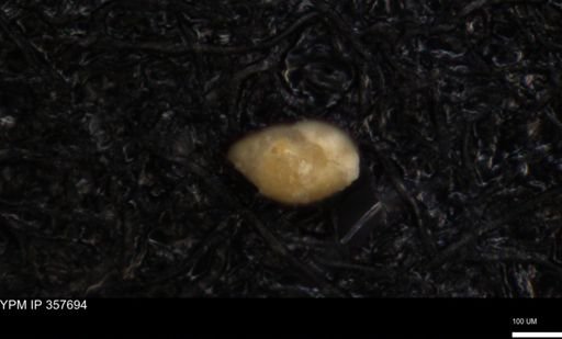 undet. Foraminiferida