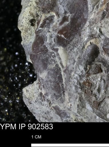 undet. Bivalvia