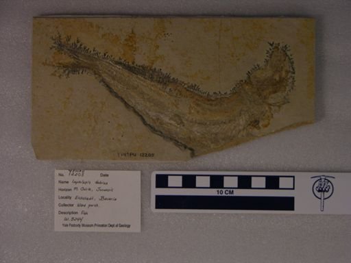 Leptolepis dubius