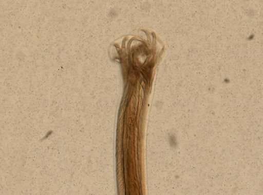 Ancylostoma caninum