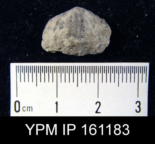 Platystrophia biforata