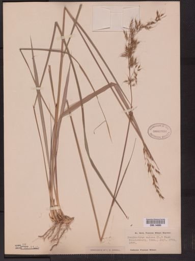 Sorghastrum nutans