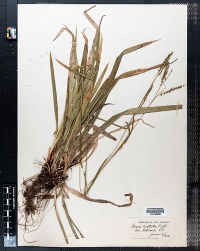 Carex arcta