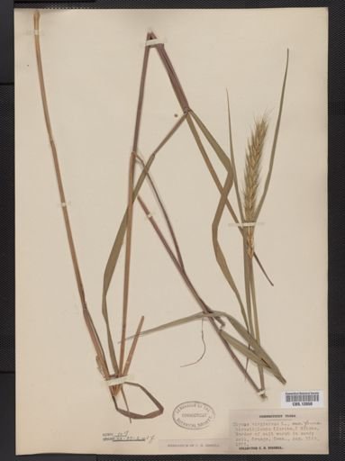 Elymus virginicus