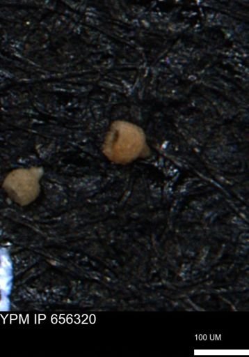 Clathrocyclas irrasa
