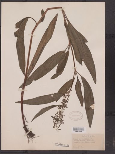 Rumex verticillatus