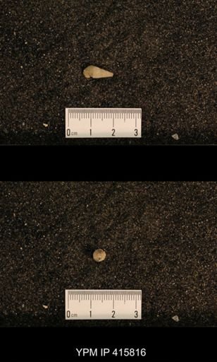 Meekospira choctawensis