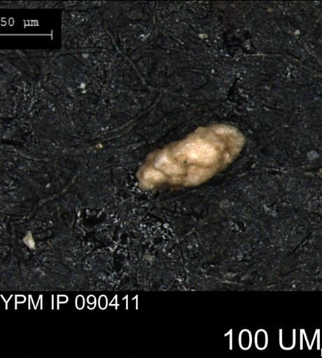 Verneuilina canadensis