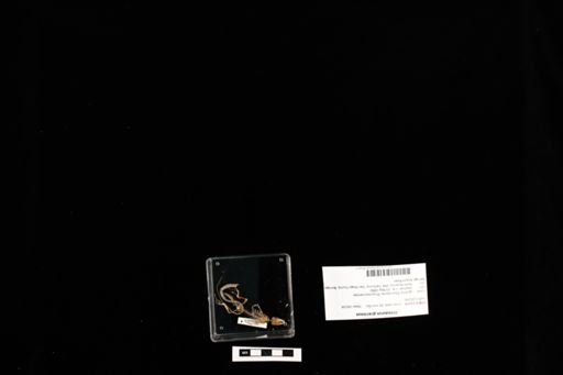 Urosaurus graciosus