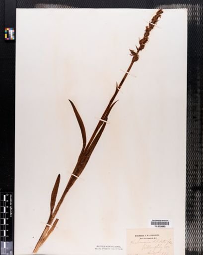Habenaria