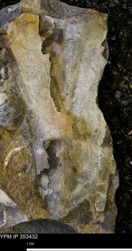 undet. Ammonoidea