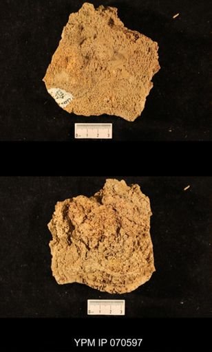 Favosites louisvillensis