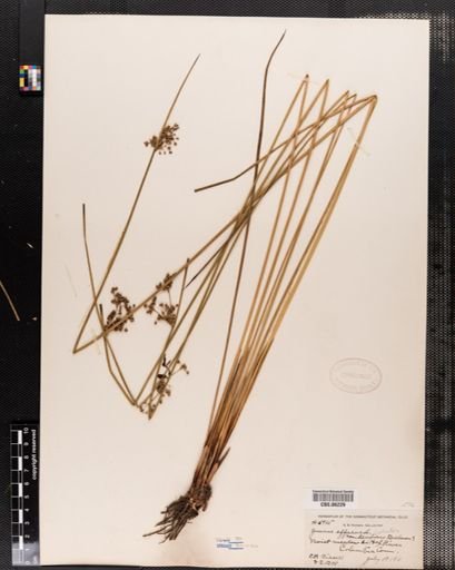 Plantae
