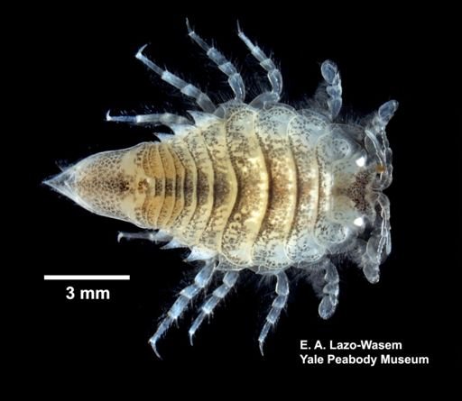 Chiridotea coeca