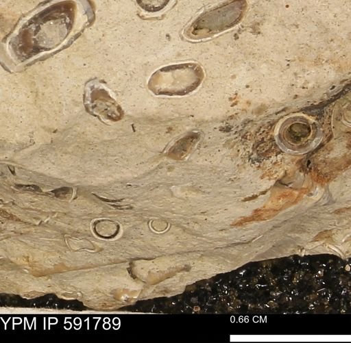 Serpulidae