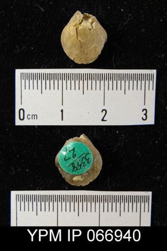 Centronella navicella