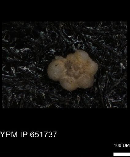 undet. Rugoglobigerinidae
