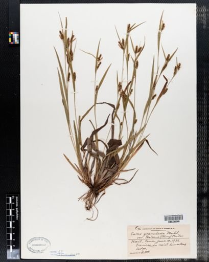 Carex granularis