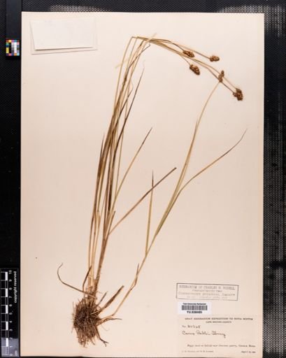 Carex bebbii