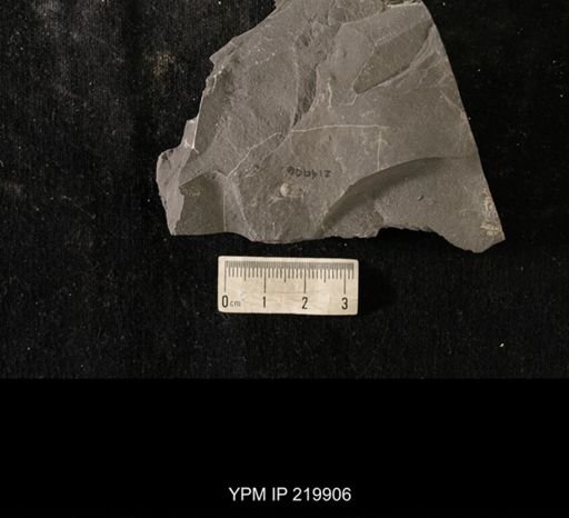 Triarthrus eatoni